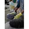 Large Rock Cushions / poufs galets - large