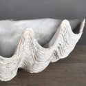 Bénitier Tricnada Clam blanc