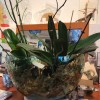 DAME JEANNE RECYCLEE VASE à ORCHIDEES