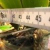 DAME JEANNE RECYCLEE VASE à ORCHIDEES