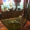 DAME JEANNE RECYCLEE VASE à ORCHIDEES